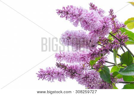 Lilac Shrub Flowers Blooming In Spring Garden. Common Lilac Syringa Vulgaris Bush Branches On White 