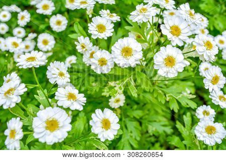 White And Yellow Flowers Of Feverfew Pyrethrum Or Tanacetum Corymbosum Or Chrysanthemum Parthenium C