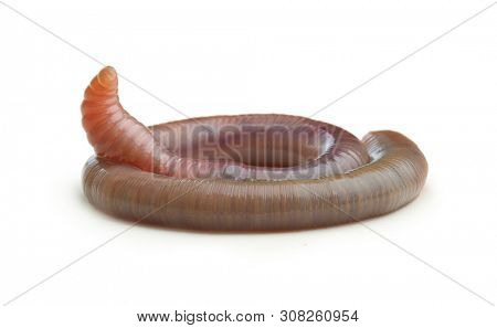 Earth worm isolated on white background