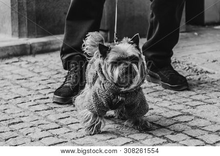 A Young Male York Sits At The Feet Of The Owner. A Dog On A Walk With A Collar And A Leash In A Suit