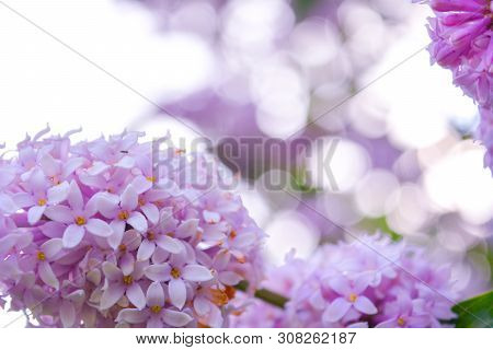 Lilac Shrub Flowers Blooming In Spring Garden. Common Lilac Syringa Vulgaris Bush. Close-up With Sof