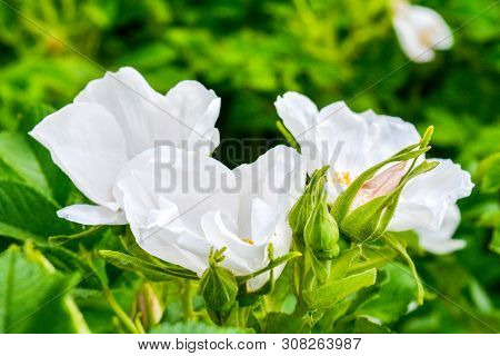Closeup Of White Dogrose Or Briar Flower With Soft Focus. Macro View Of Flowering Rose Hips Of Briar