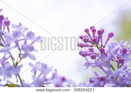 Lilac Shrub Flowers Blooming In Spring Garden. Common Lilac Syringa Vulgaris Bush. Close-up With Sof