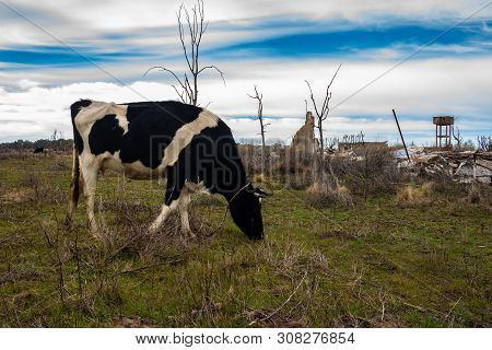 Cows In The Flooded City Of Epecuen. Cattle In The Ghost Town. Ruins In The Province Of Buenos Aires