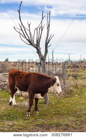Cows In The Flooded City Of Epecuen. Cattle In The Ghost Town. Ruins In The Province Of Buenos Aires