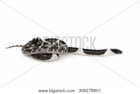 Image Of Little Snake (lycodon Laoensis) On White Background., Reptile,. Animals