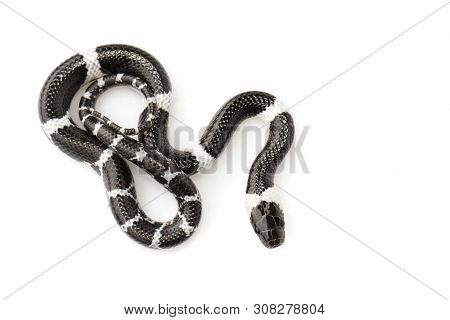 Image Of Little Snake (lycodon Laoensis) On White Background., Reptile,. Animals