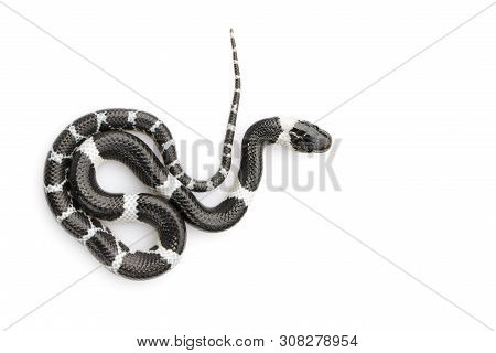 Image Of Little Snake (lycodon Laoensis) On White Background., Reptile,. Animals
