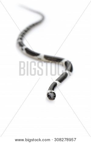 Image Of Little Snake (lycodon Laoensis) On White Background., Reptile,. Animals
