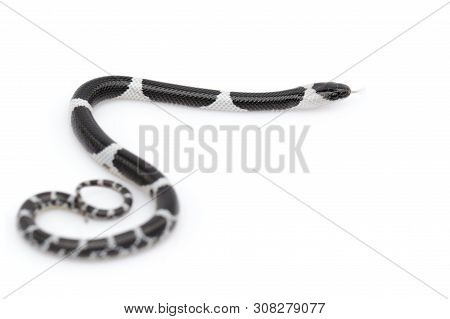 Image Of Little Snake (lycodon Laoensis) On White Background., Reptile,. Animals