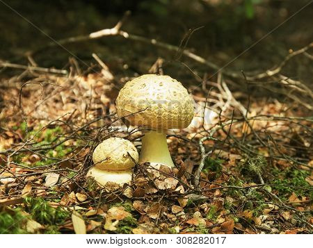 Two Fungi On The Ground In The Tarkine Forest Of Tasmania