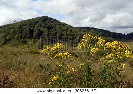 The Surroundings Of The Taiga Village Of Generalka Altai Region