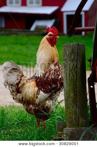 Gallo