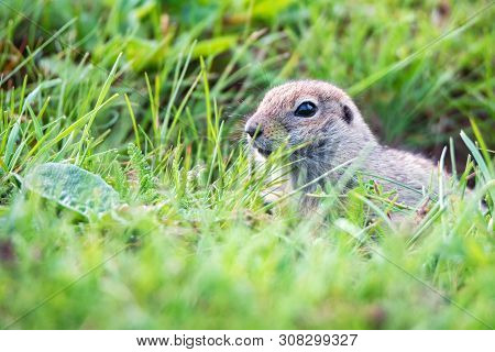 Mountain Caucasian Gopher Or Spermophilus Musicus In Grass In Russia.