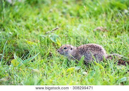 Mountain Caucasian Gopher Or Spermophilus Musicus In Grass In Russia.