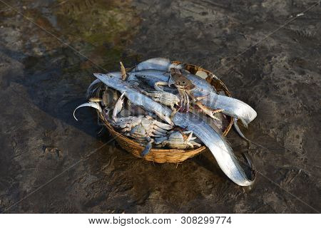 Fresh Catch For Sale, Harney Jetty, Ratnagiri, Maharashtra State Of India.