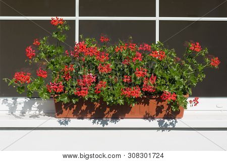 A Popular Decorative Plant Called Pelargonie. Latin Name Pelargonium.
