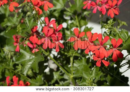 A Popular Decorative Plant Called Pelargonie. Latin Name Pelargonium.