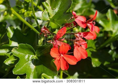 A Popular Decorative Plant Called Pelargonie. Latin Name Pelargonium.
