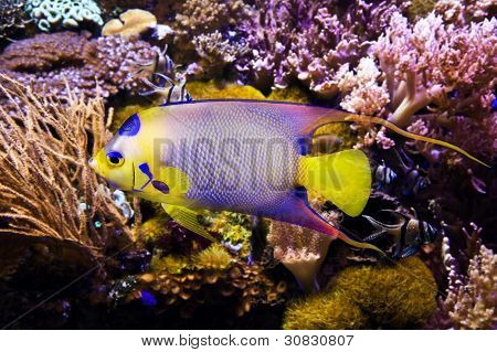 Kraliçe Angelfish