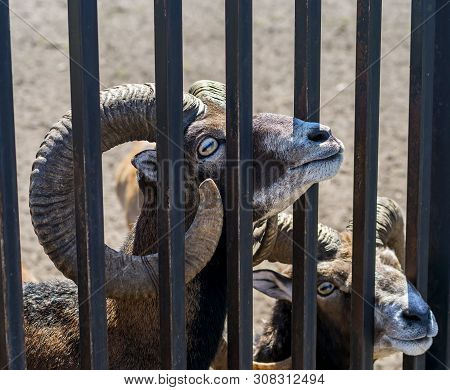Adult Moufflons In Animal Nature Conservation Park, Ec