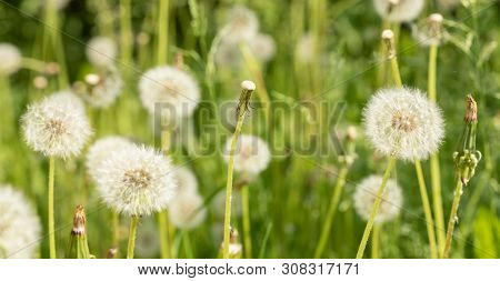 Stem Of Flown Dandelion Among White Fluffy Dandelion Flowers.