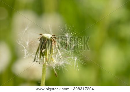 Sunlit Half-flown Dandelion On Blurred Green Grass Background Close Up.
