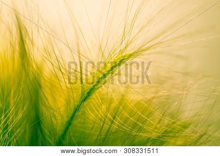 Close-up Ears Of Foxtail Barley. Hordeum Jubatum. Spectacular Background. Toned Photo, Soft Focus.