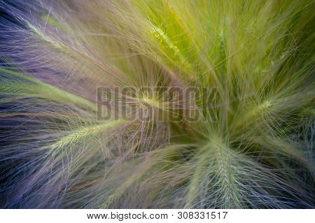Close-up Ears Of Foxtail Barley. Hordeum Jubatum. Spectacular Background. Toned Photo, Soft Focus.
