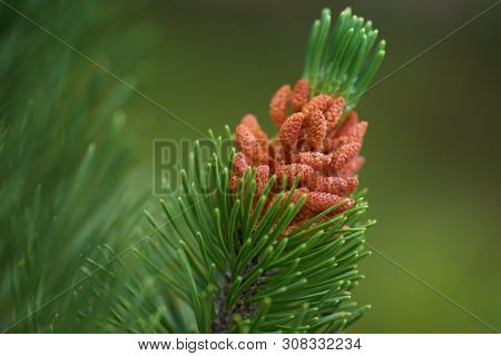 Macro Shot Of Pollen Cones And Needles On A Lodgepole Pine Tree