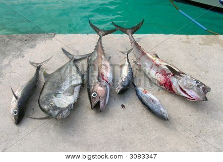 Pesce pescato