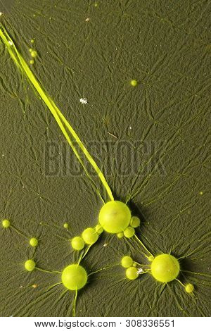 Cyanobacteria, also known as Cyanophyta on water surface.  Can produce neurotoxins a other toxins.   Algal blooms, which can become a danger to humans and animals.