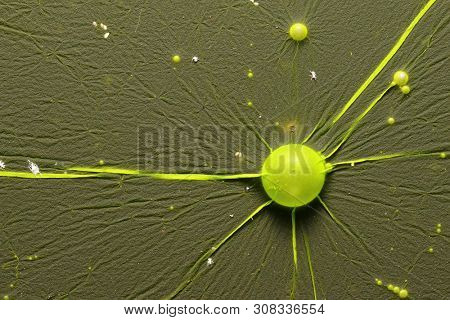 Cyanobacteria, also known as Cyanophyta on water surface.  Can produce neurotoxins a other toxins.   Algal blooms, which can become a danger to humans and animals.