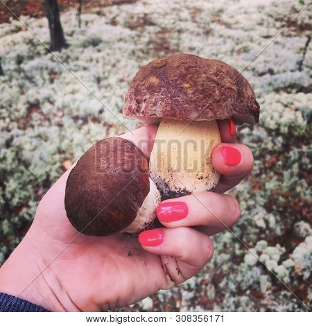 Woman Holding In Hands Gathered White Mushrooms Against Autumn Forest Landscape. Human Hands With He