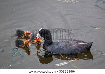 The Eurasian Coot (fulica Atra) With A Newborn Chicks