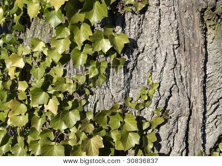 Ivy Horizontal