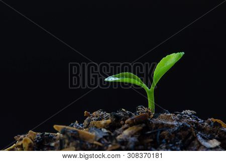 Concepts About The Environment And The Growth Of Natural Trees. Small Plat Or Sprout Growing On Good