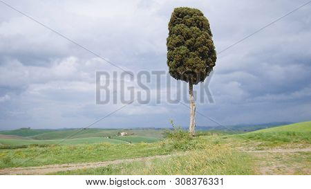A Green Field And A Path To The Lone Tree - Toskana