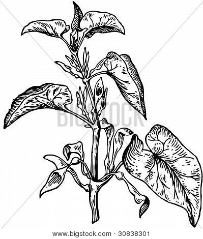 โรงงาน (Aristolochia clematitis)