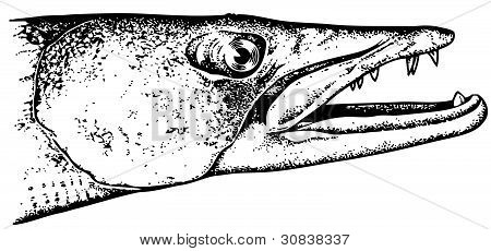 Barracuda