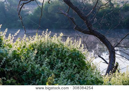 Wild Ecballium Elaterium Blossom Closeup Ta Morning Riverside With Selective Focus