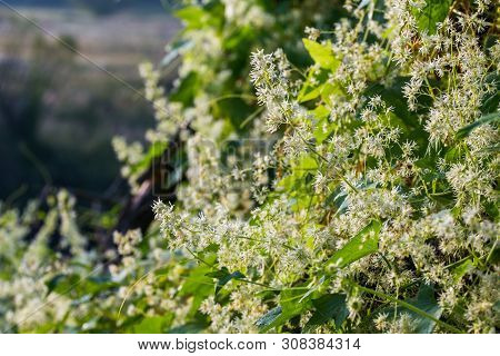 Wild Ecballium Elaterium Blossom Closeup Ta Morning Riverside With Selective Focus