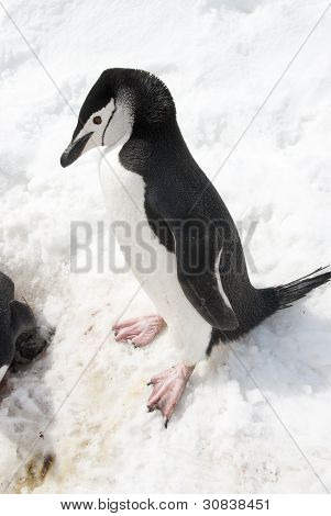 南極のペンギンは雪の中で。