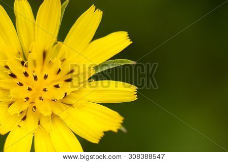 Beautiful Bright Yellow Flower Crepis Blooming In A Summer Field Or In A Meadow