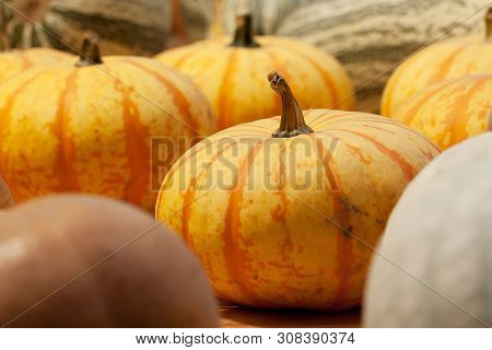 Several Ripe Striped Yellow-orange Pumpkins Lie On The Table