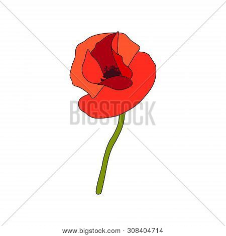 Red Poppy Full-blown Flower And Stem. Side View. Anzac. Flat Sketch Style. Bud Flagging