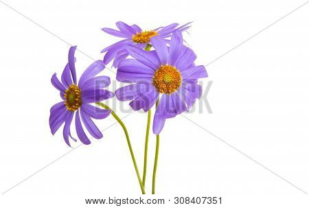 Senecio Macrocephalus Flower Isolated On White Background