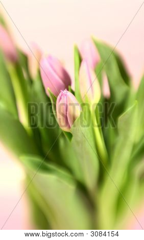 Getönte Tulpen