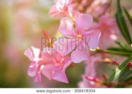 Beautiful Pink Nerium Oleander Flowers On Bright Summer Day