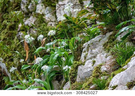 Small White Flowers On A Stone Cliff Overgrown With Moss. Allium Ursinum, Known As Wild Garlic, Rams